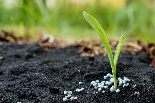 Fertilizer