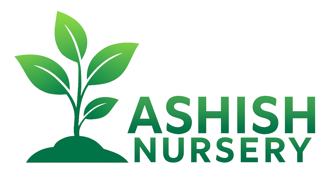 Ashish Nursery