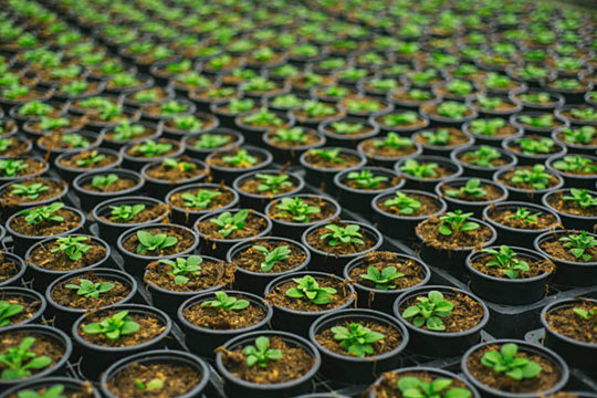 Plant Nurseries