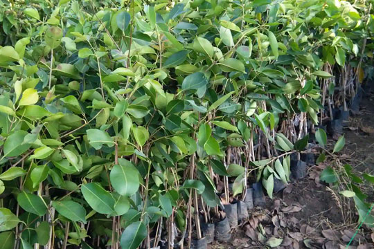 Best Tree Nurseries In Noida