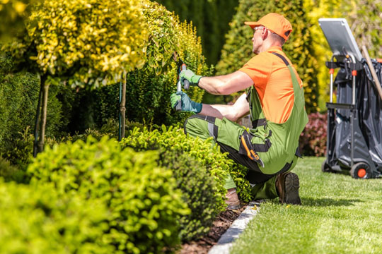 Best Gardening Services In Delhi NCR